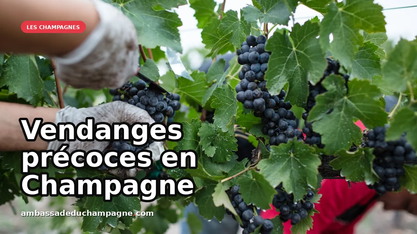 Champagne : Des vendanges ultra-précoces en raison de la canicule — photo Vindemia Winery