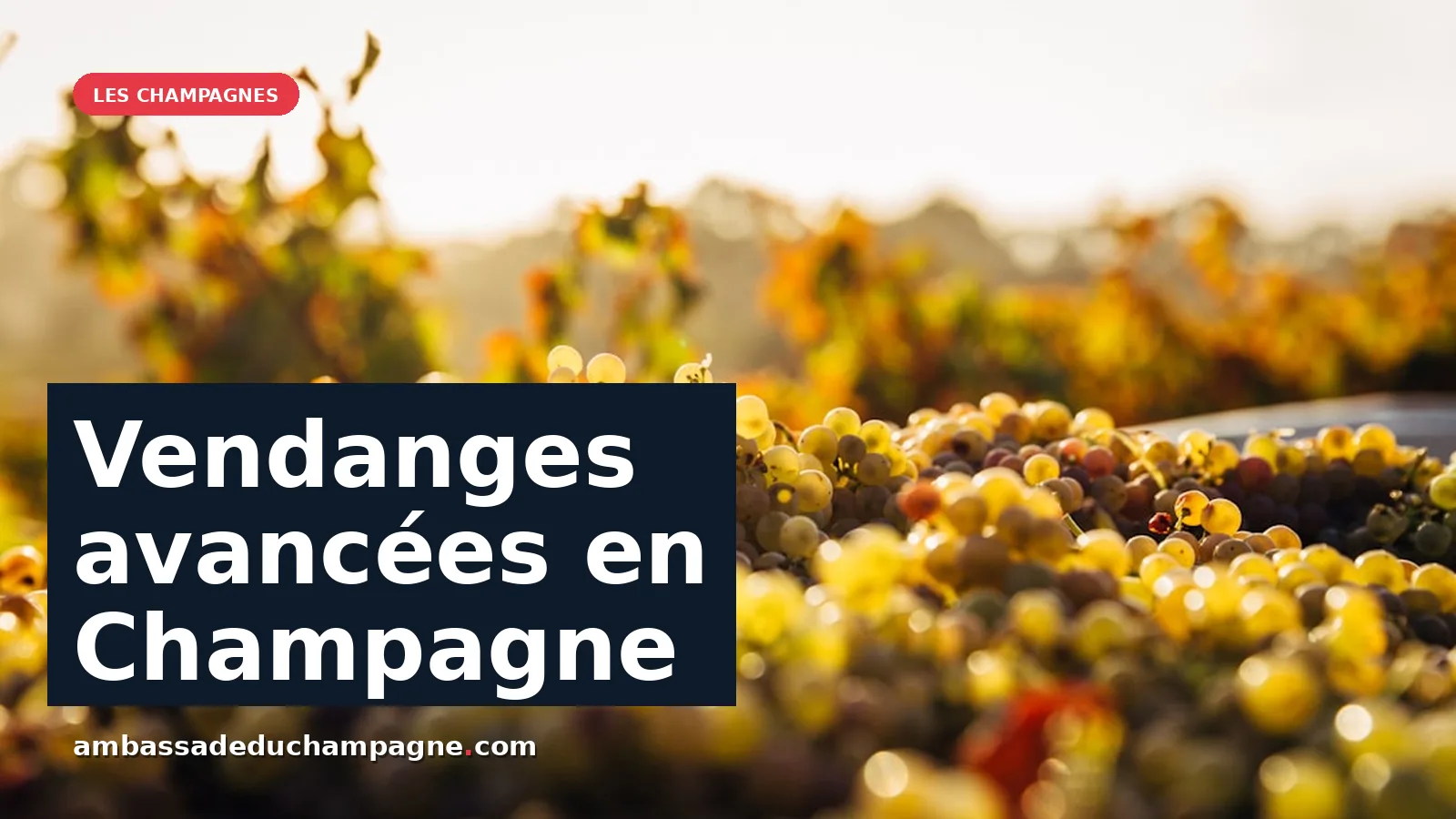 Vendanges 2026 : une précocité record en Champagne face au changement climatique — photo Thomas Schaefer